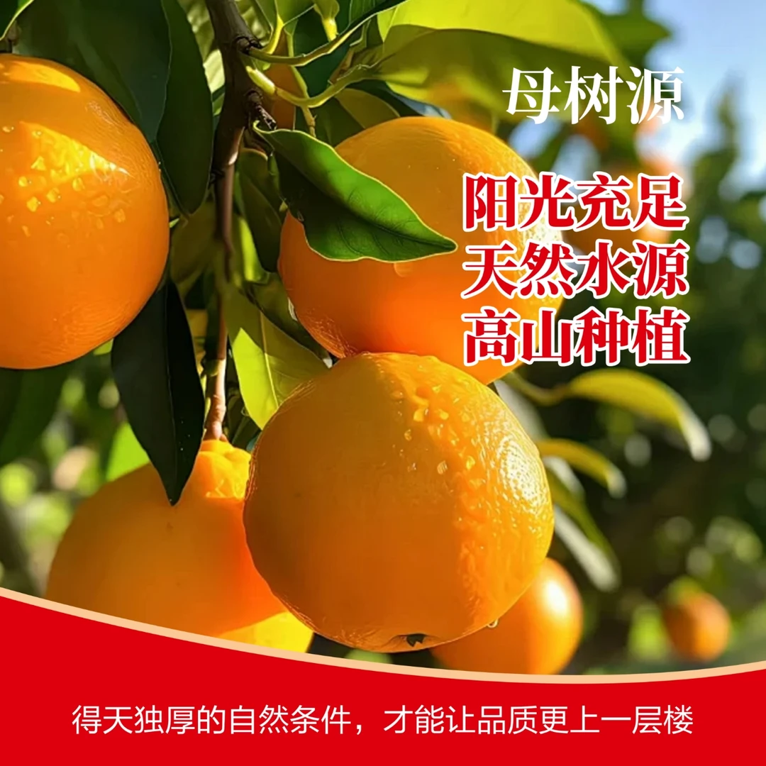 信明江西正宗赣南脐橙母树源信丰橙子果园现摘现发顺丰京东包邮