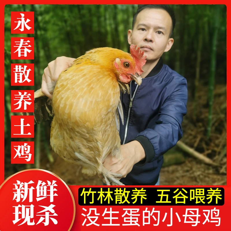 万春寨农家土鸡 山林散养小母鸡走地鸡 整只童子鸡 没生蛋 月子鸡