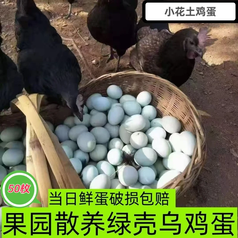 现捡现发乌鸡蛋五谷喂养月子蛋初生蛋宝宝蛋舌尖的美味