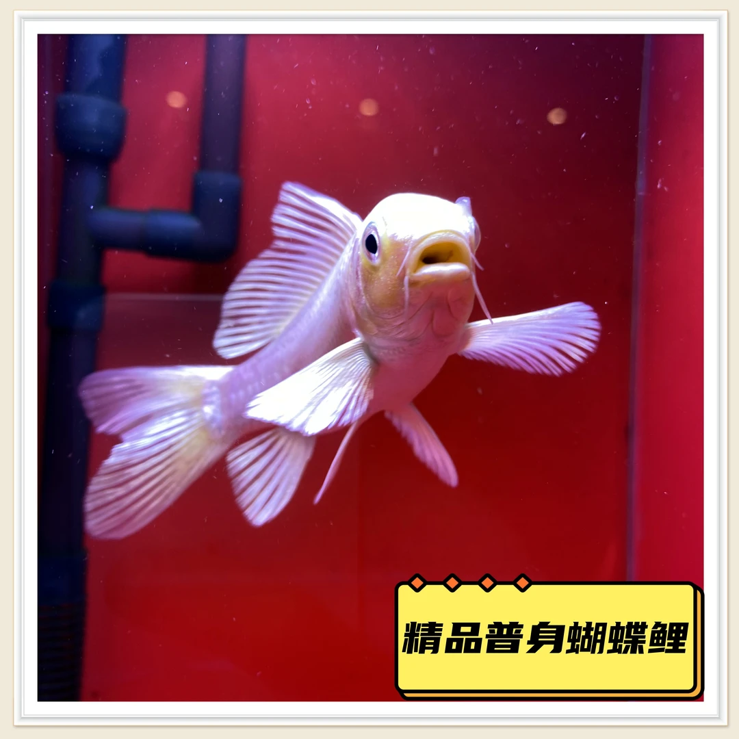 台湾蝴蝶鲤鱼普身蝴蝶鲤短身大鳍长尾冷水鱼锦鲤观赏鱼苗活体高端
