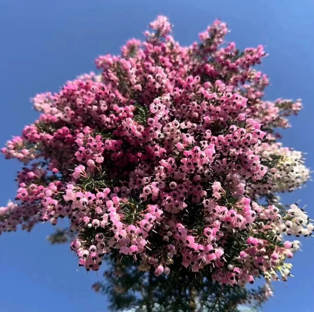 欧石楠（天使之泪）多年生木本花卉耐寒阳台室内外盆栽好养花期长