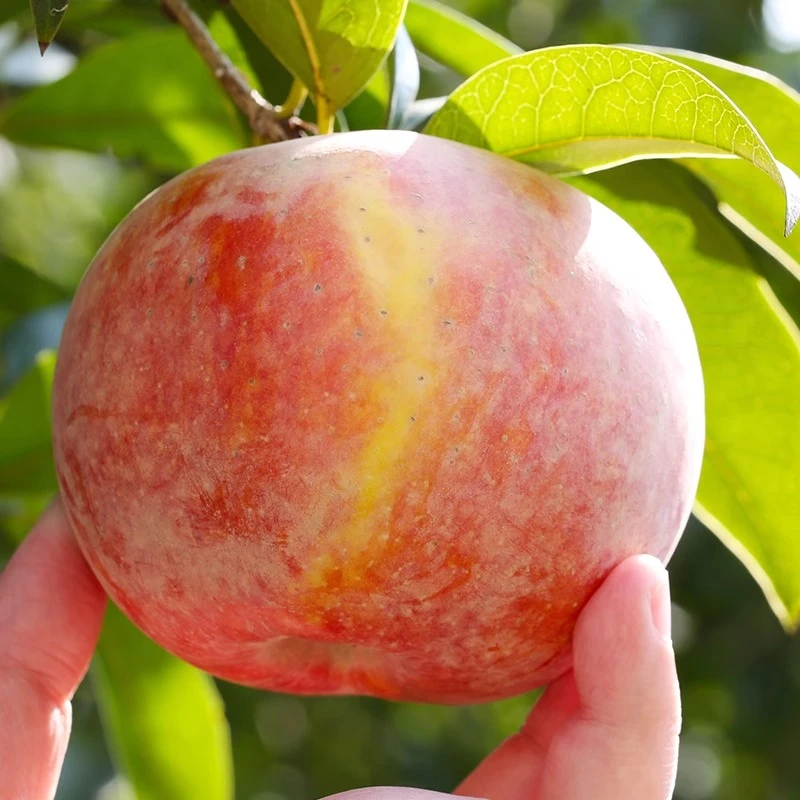 【新疆直发】新疆阿克苏冰糖心苹果精选大果