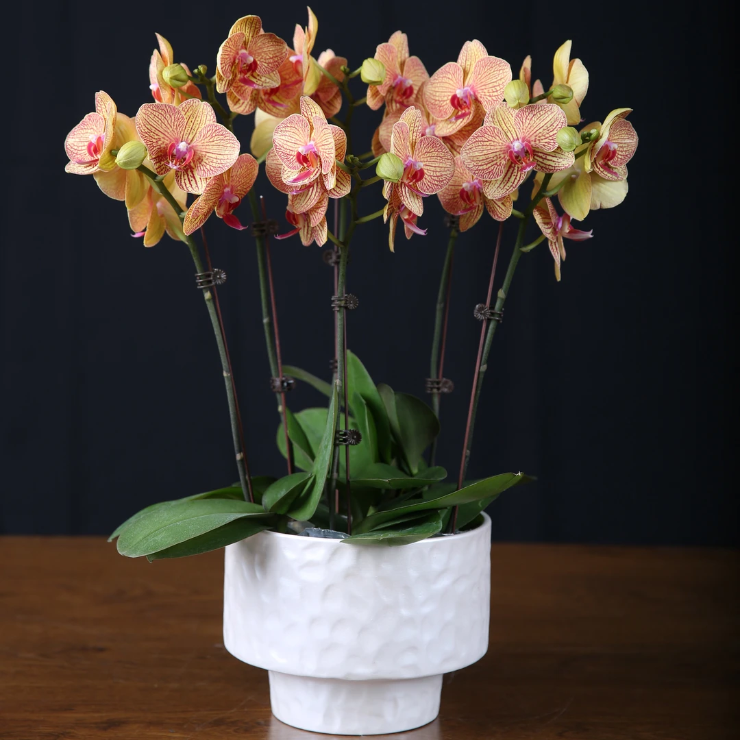 杰杰高【黄金甲】蝴蝶兰 阳光明媚  高档富贵 鲜花绿植 2.8寸杯