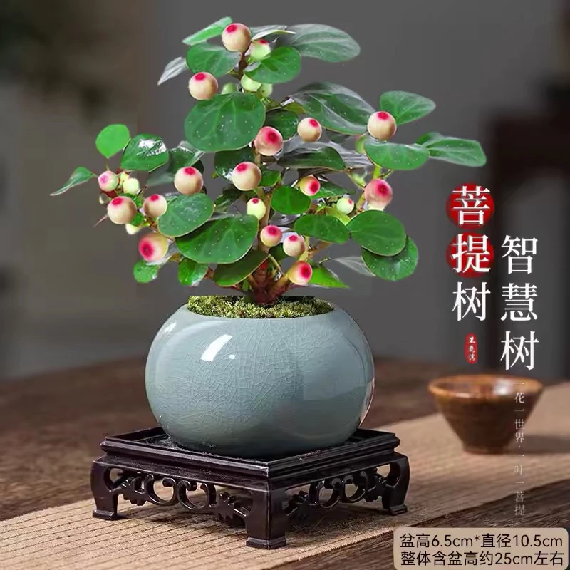 小盼菩提盆栽带果冰釉中式禅意小绿植室内植物好养易活菩提树盆景