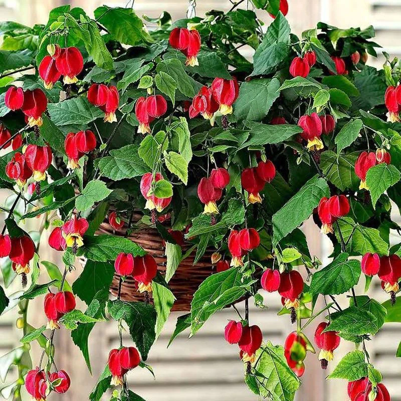 爬藤植物灯笼花蔓性风玲花四季花卉常青阳台观花盆栽绿植倒挂金钟