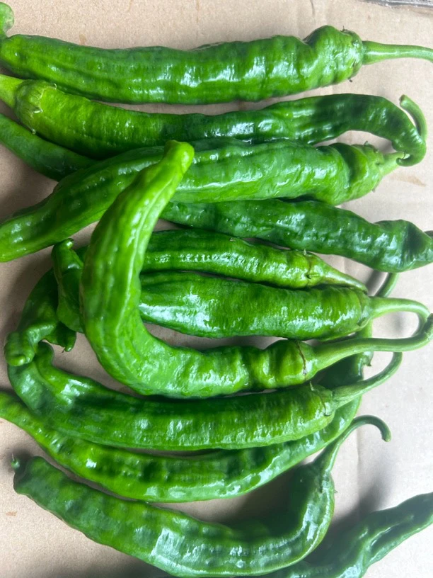 湖南隆回本地软香新鲜现摘青辣椒