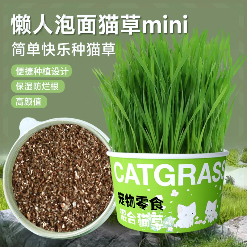 懒人泡面猫草盆栽新鲜猫草去毛球自种水培种植兔子草仓鼠喵咪零食