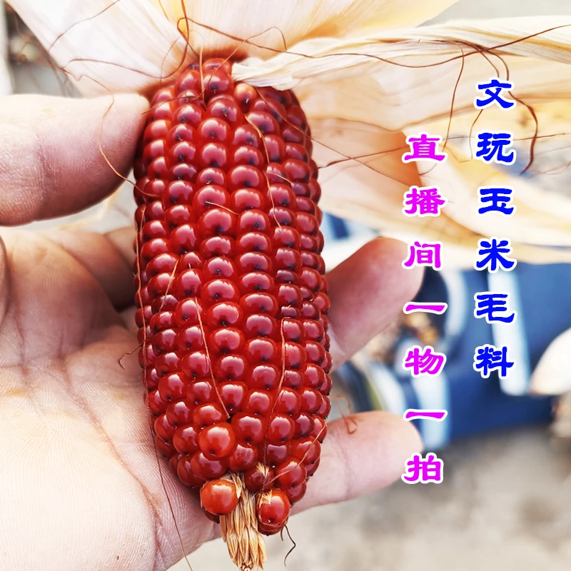 文玩玉米七彩玉米直播间一物一拍