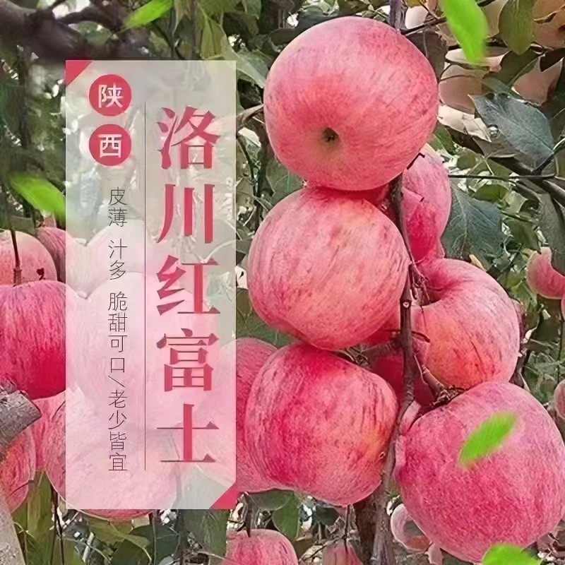 陕西洛川红富士苹果脆甜多汁新鲜水果果农直发