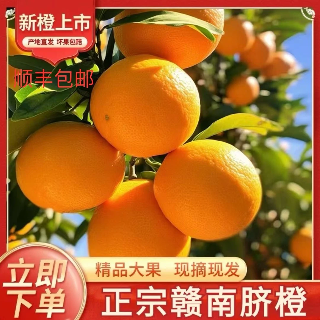 (顺丰包邮）5斤装正宗赣南脐橙赣州信丰脐橙现采现发