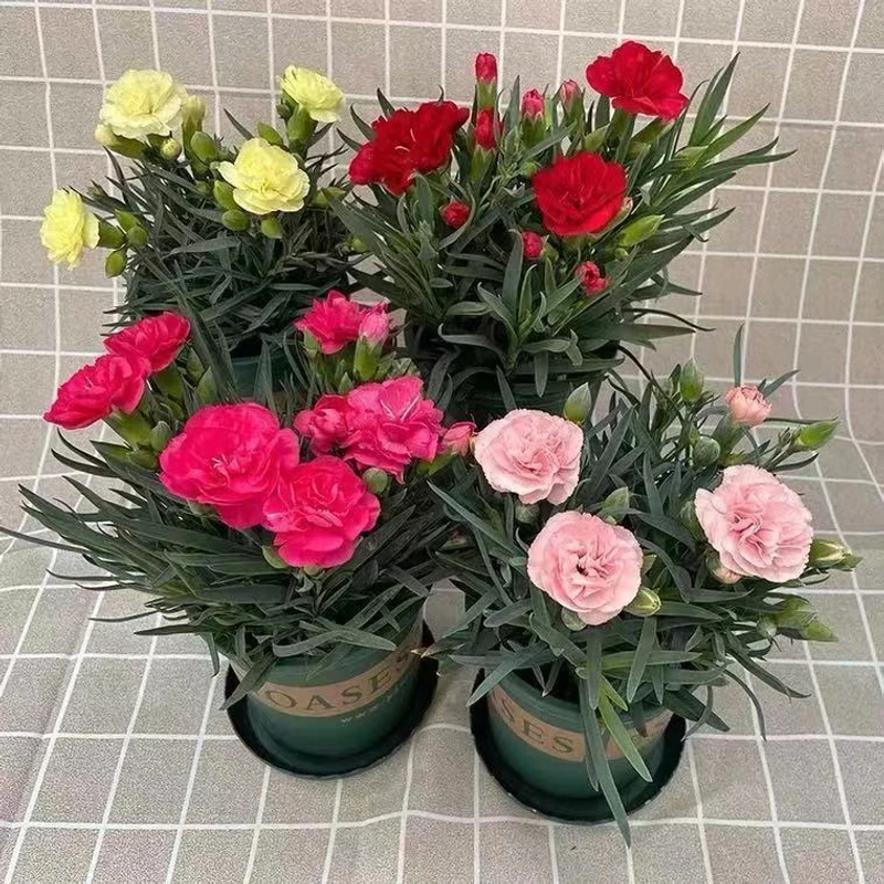 康乃馨盆栽绿色四季开花室内阳台家庭客厅绿植花卉开花庭院植物