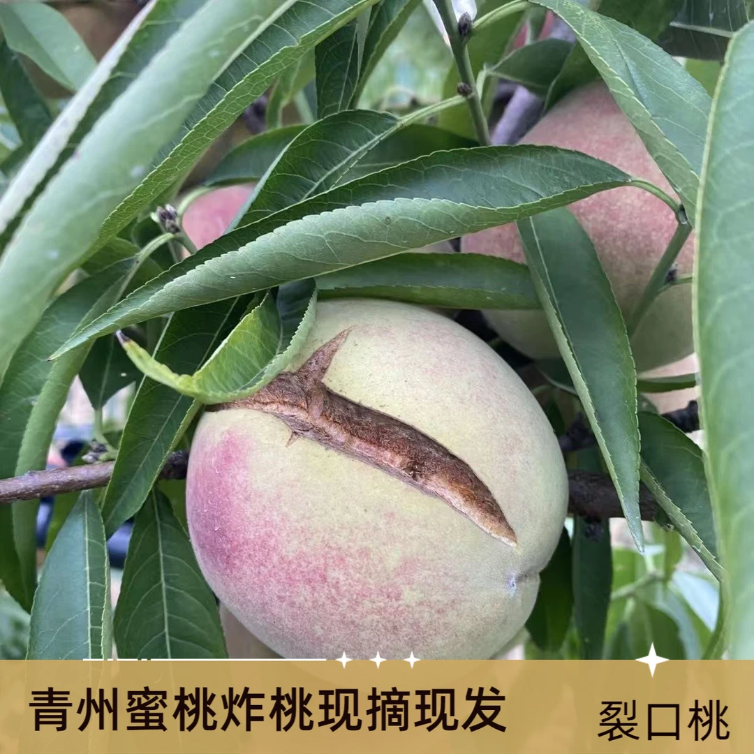 裂口桃炸桃青州蜜桃开口脆桃毛桃现摘现发