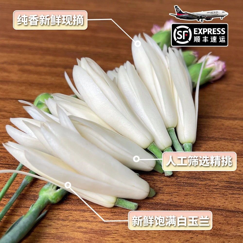 白兰花鲜花缅桂花新鲜精选黄角兰白玉兰花苞闻香黄桷兰