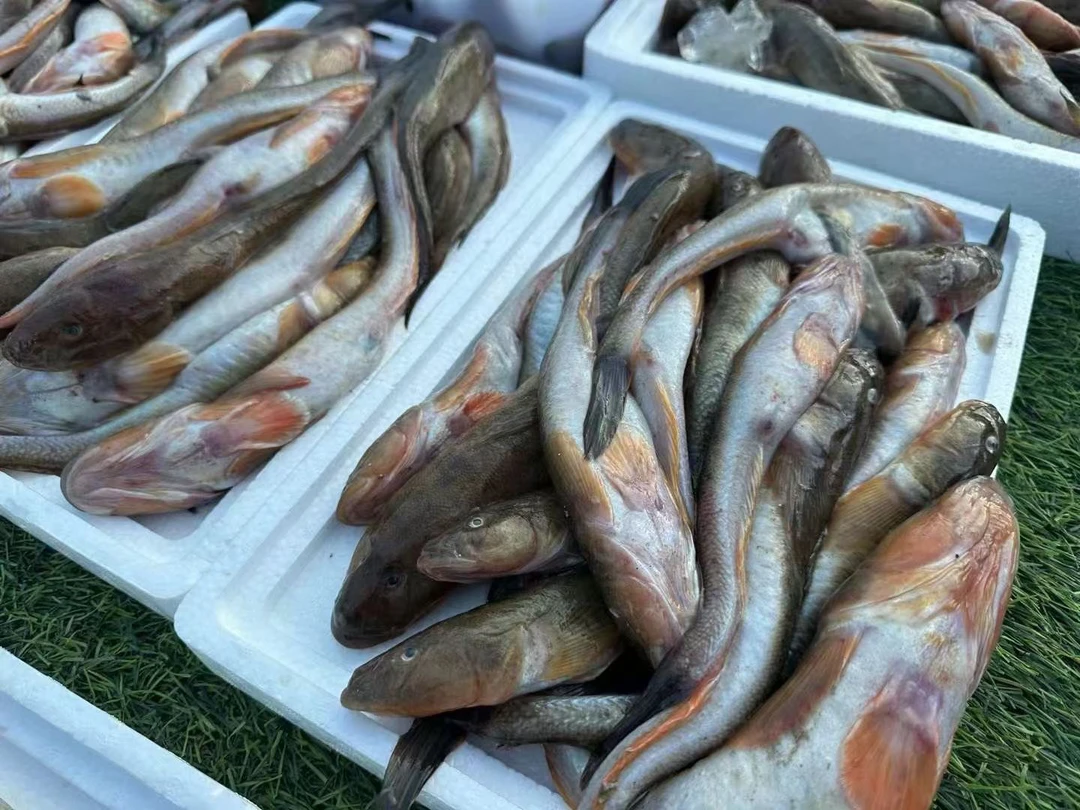 海杂鱼3袋4.5斤装