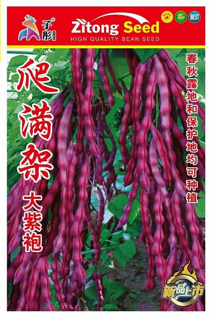 新籽爬满架大紫袍紫豆角籽种早熟抗病耐热高产秋季种植秋紫豆种子