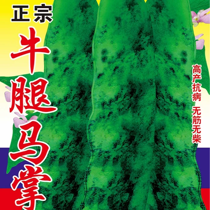 正宗大马掌豆角种子抗病高产好吃好卖东北大马掌油豆角种子蔬菜籽