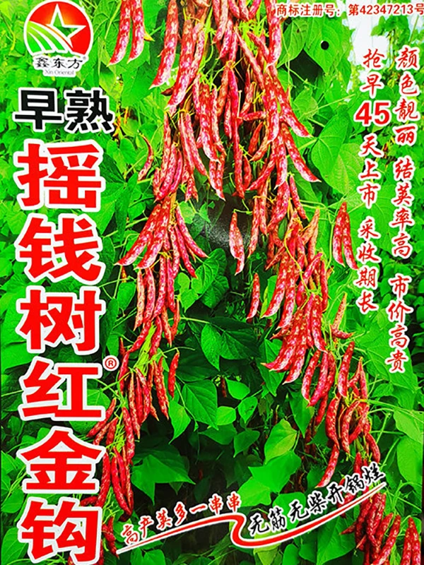 早熟摇钱树红金钩豆角种子无筋无柴开锅就烂东北优质豆角籽种包邮