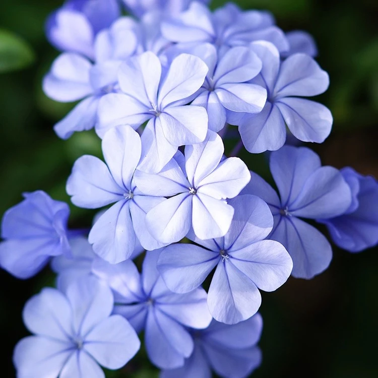 蓝雪花盆栽大苗花卉庭院阳台花期长好养耐晒蓝色