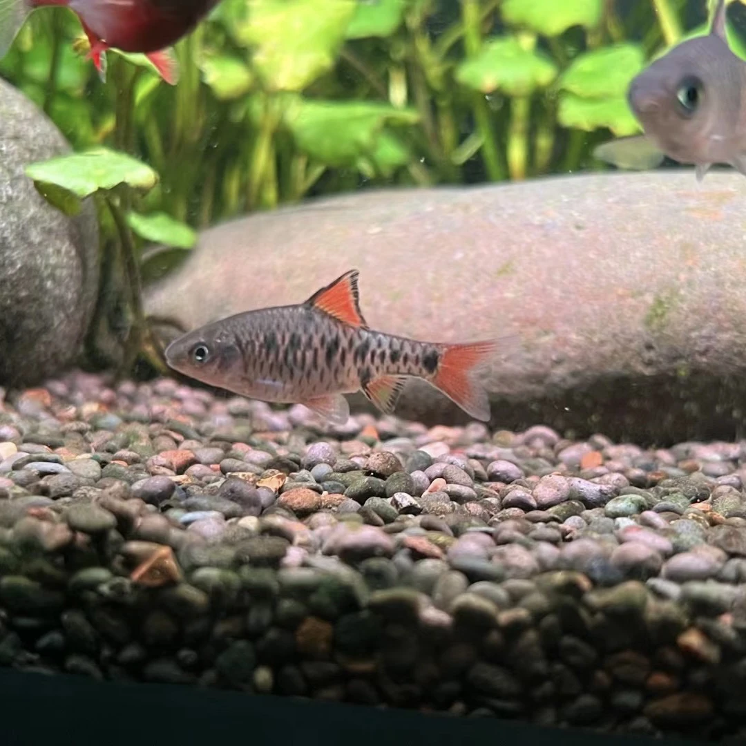 苏门答腊原生热带观赏鱼活体棋盘鲫红翅宝石钻石鲫小型宠物淡水鱼