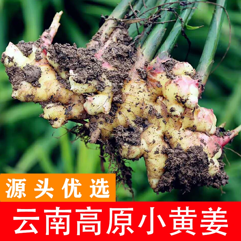 云南小黄姜山地种植新鲜生姜土姜月子姜生姜辛辣浓郁露天种植C