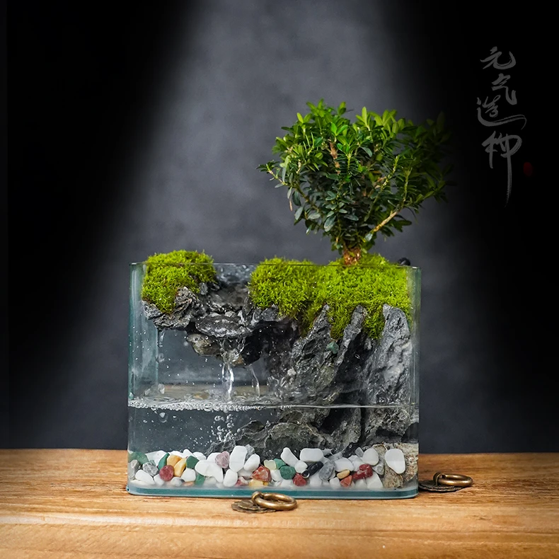 【新品】天涯—内置循环流水雀舌黄杨绿植造景成品真植物18*12*14
