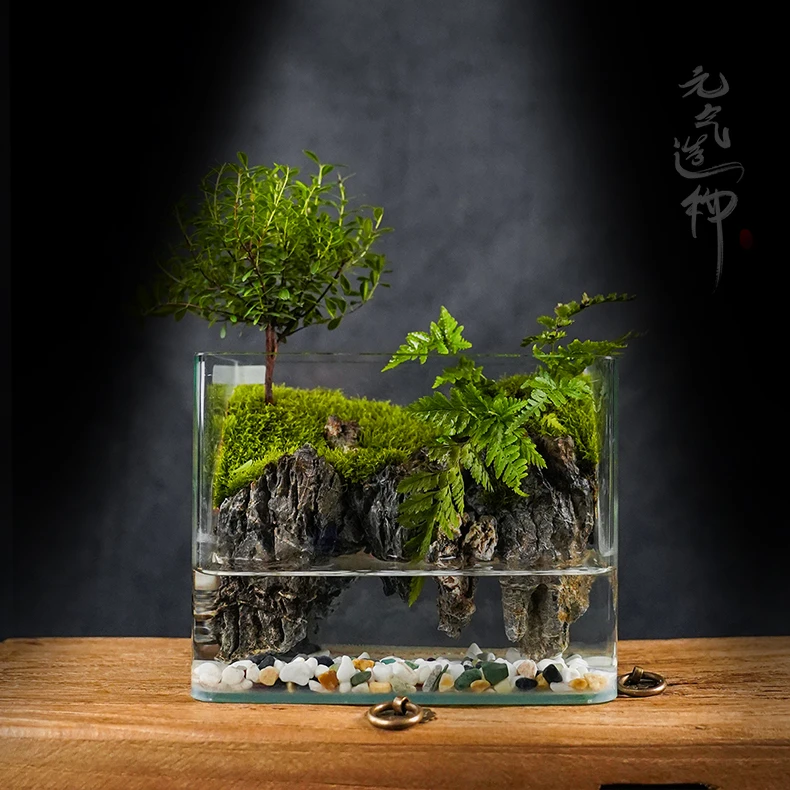 【DR】云台山上—赤楠狼尾蕨绿植造景成品真植物20*16*14
