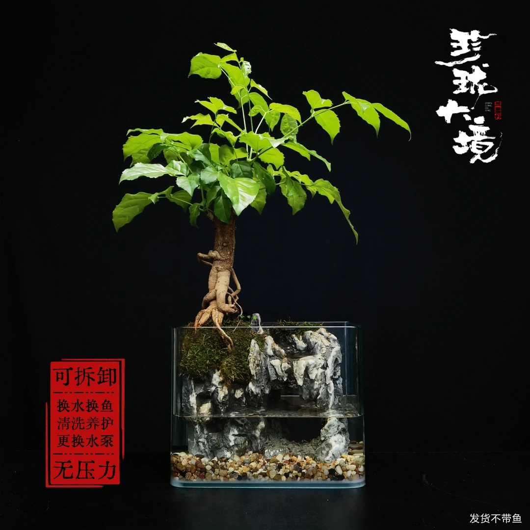[提福]老桩提根幸福树成品创意绿植室内桌面微景观20*14*16cm