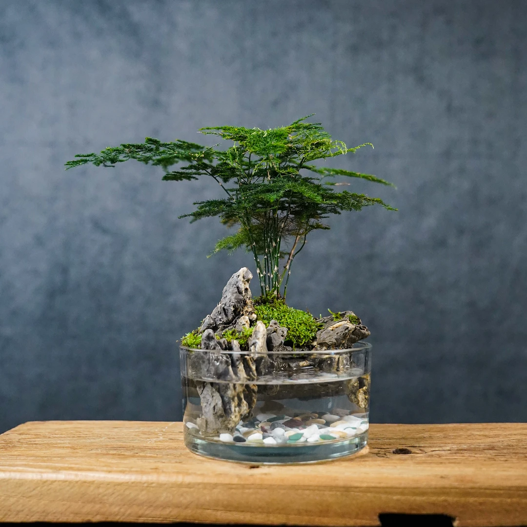 竹韵—文竹绿植造景成品真植物【15*8】