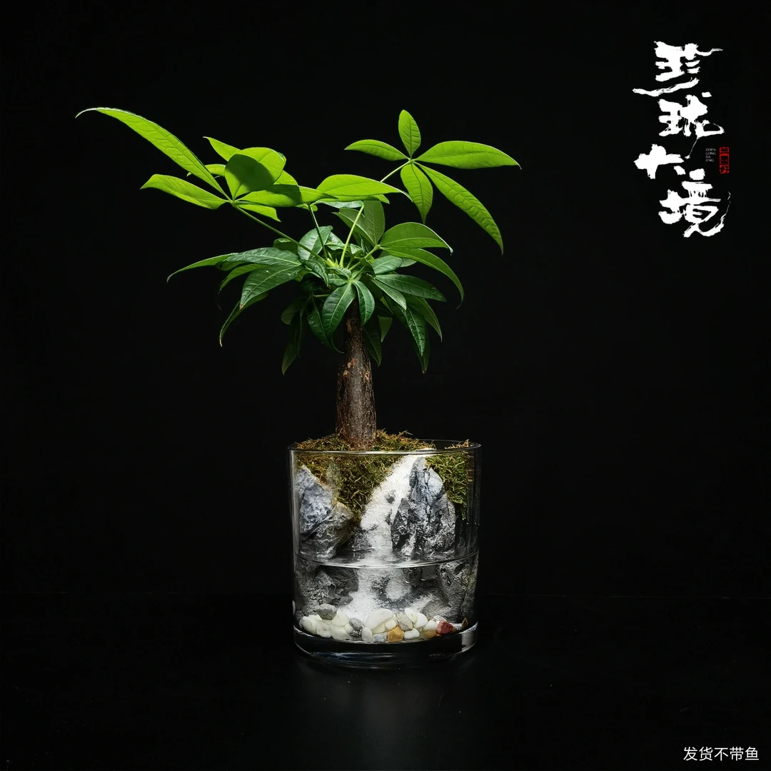 [天瀑]发财树成品创意真绿植苔藓室内桌面微景观好养护12*12cm