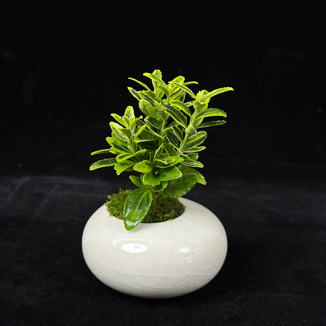 【新品】黄杨—带盆成品绿植桌面景观