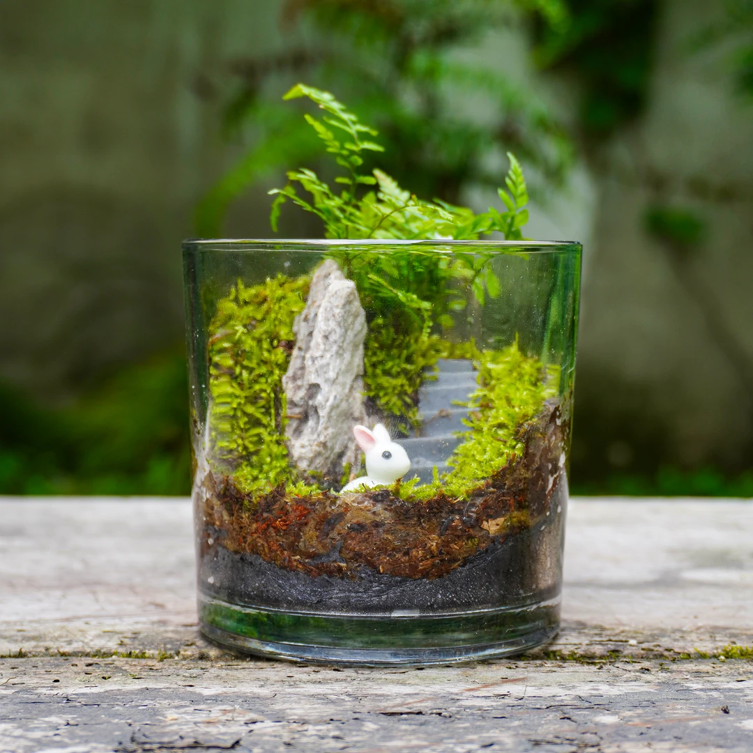 【原上草】—彩虹蕨绿植开模造景成品真植物10*10*cm
