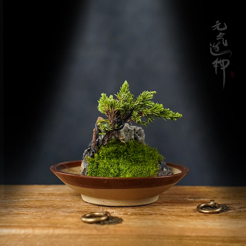 【川派盆景】油碟—带盆真实绿植创意微景观盆口径14cm高3cm