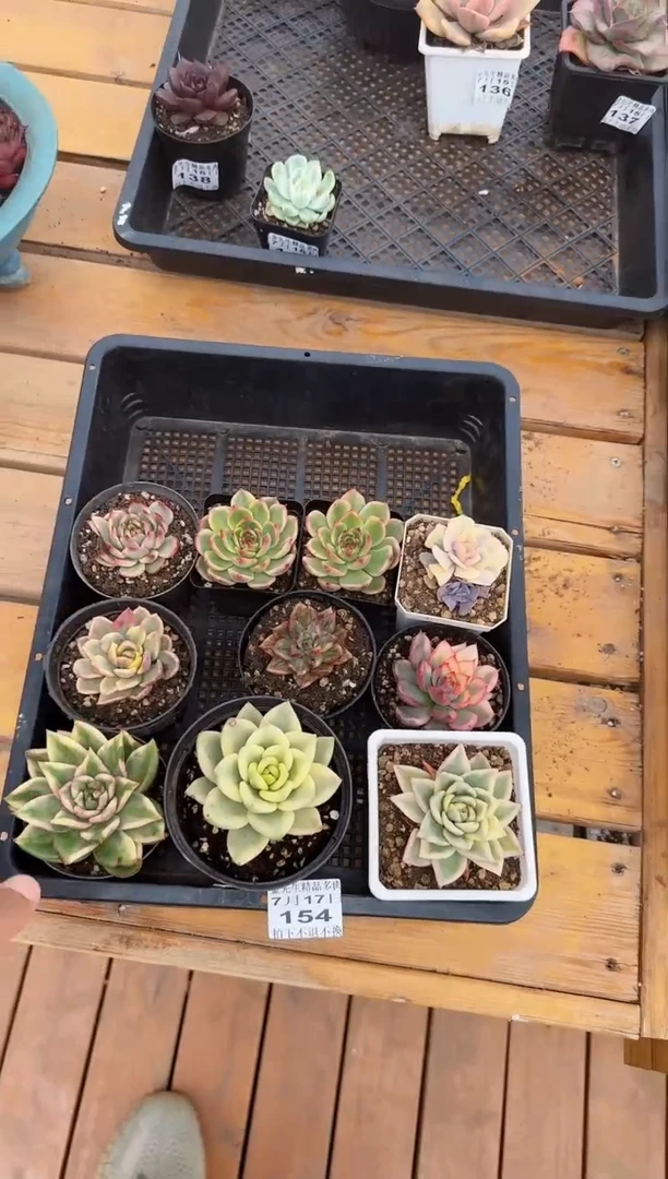 【闪购商品】0717-154多肉组合（随机量拍不指定