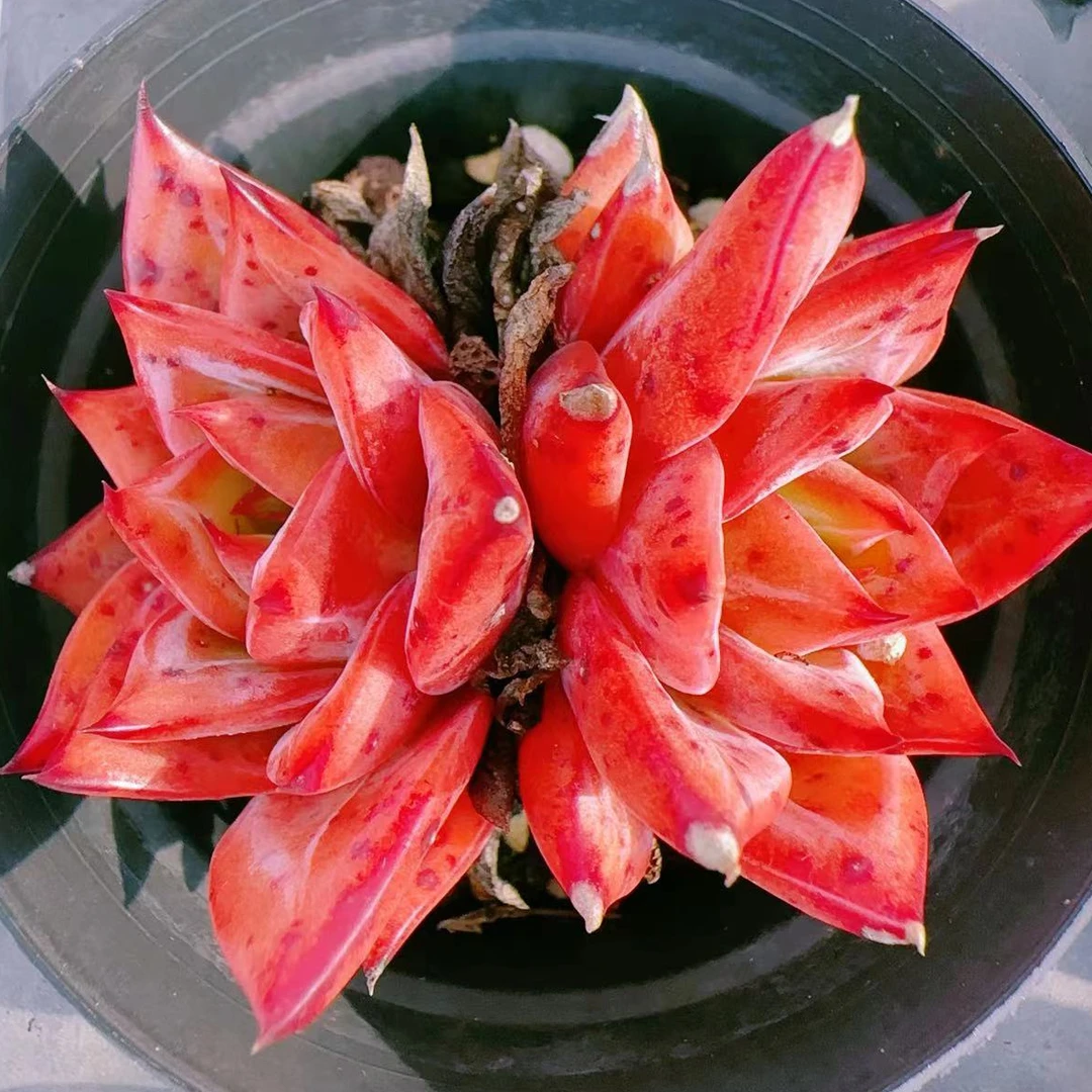 红龙双头（6cm）80#脱土金先生精品多肉