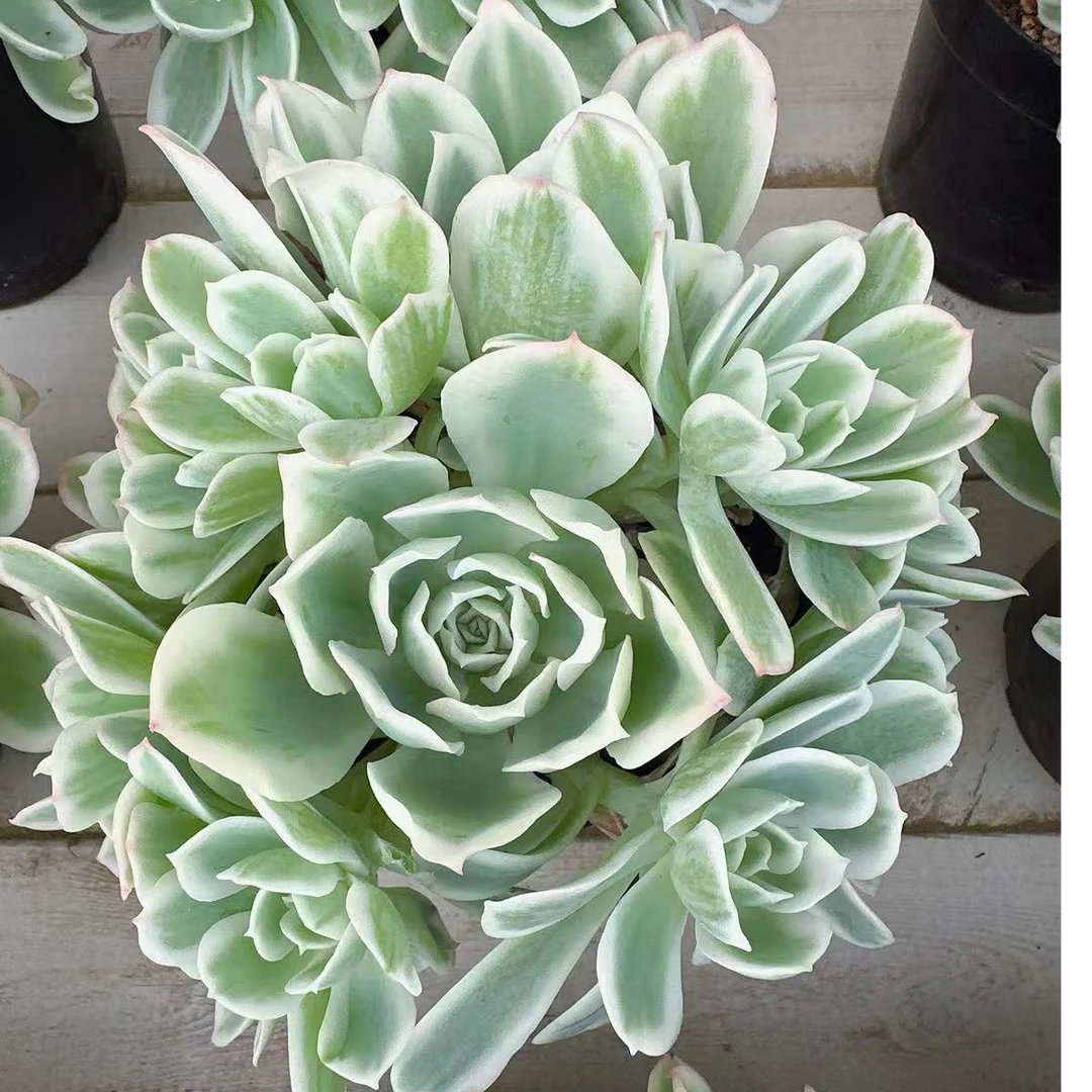 柠檬玫瑰锦整桩无砍大群(12cm)脱土金先生精品多肉