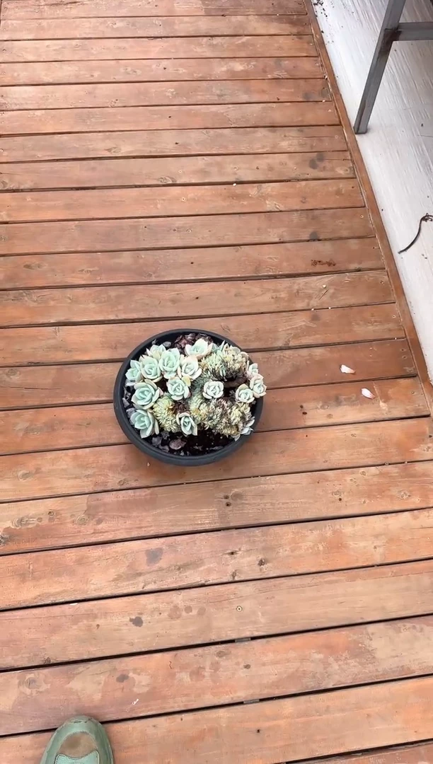 【闪购商品】1106-白凤缀化大群