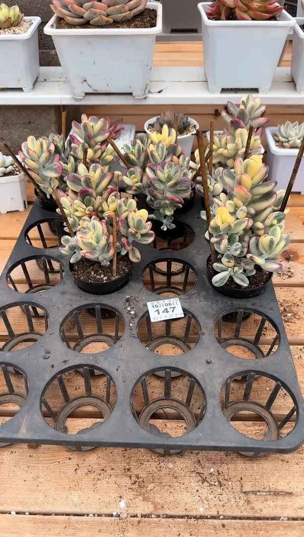 【闪购商品】1006-147乒乓福娘锦（量拍）