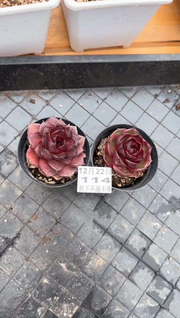 【闪购商品】1222-114巧克力玫瑰2颗