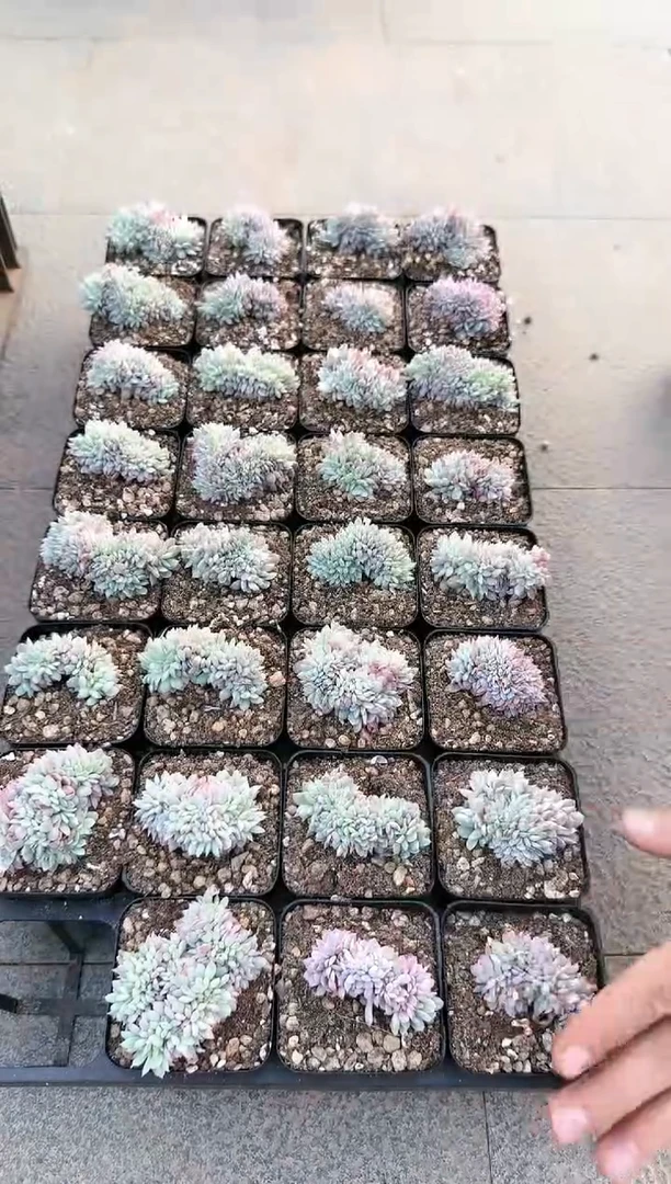 【闪购商品】火焰杯锦缀化