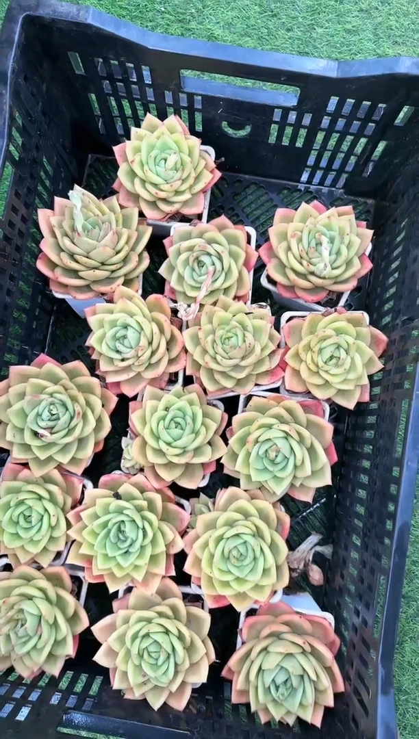 【闪购商品】灵狗的星星90白方（单头）
