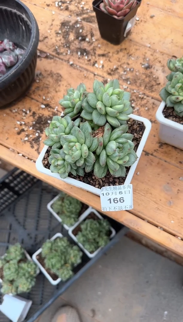 【闪购商品】1005-166紫玉锦群