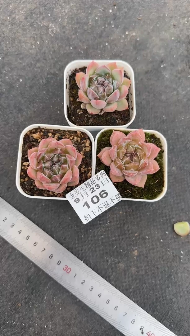 【闪购商品】0923-106钻石珍妮3颗