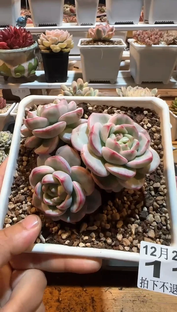 【闪购商品】1223-11香草锦3头