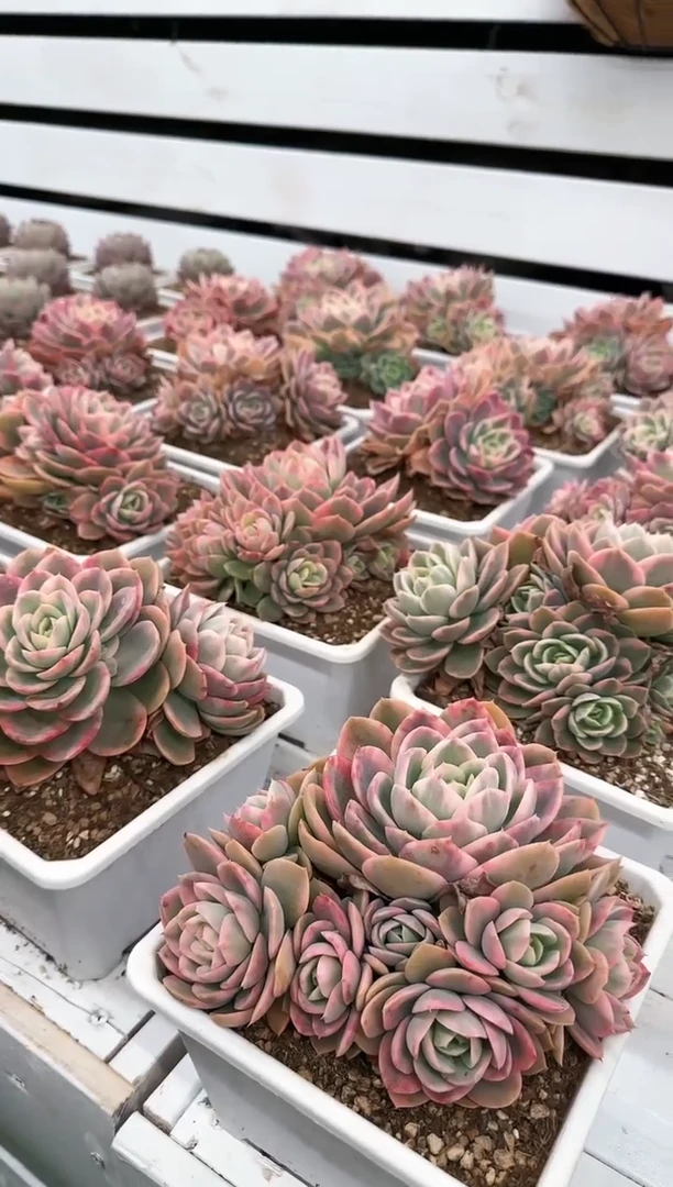 【闪购商品】粉色贝拉锦