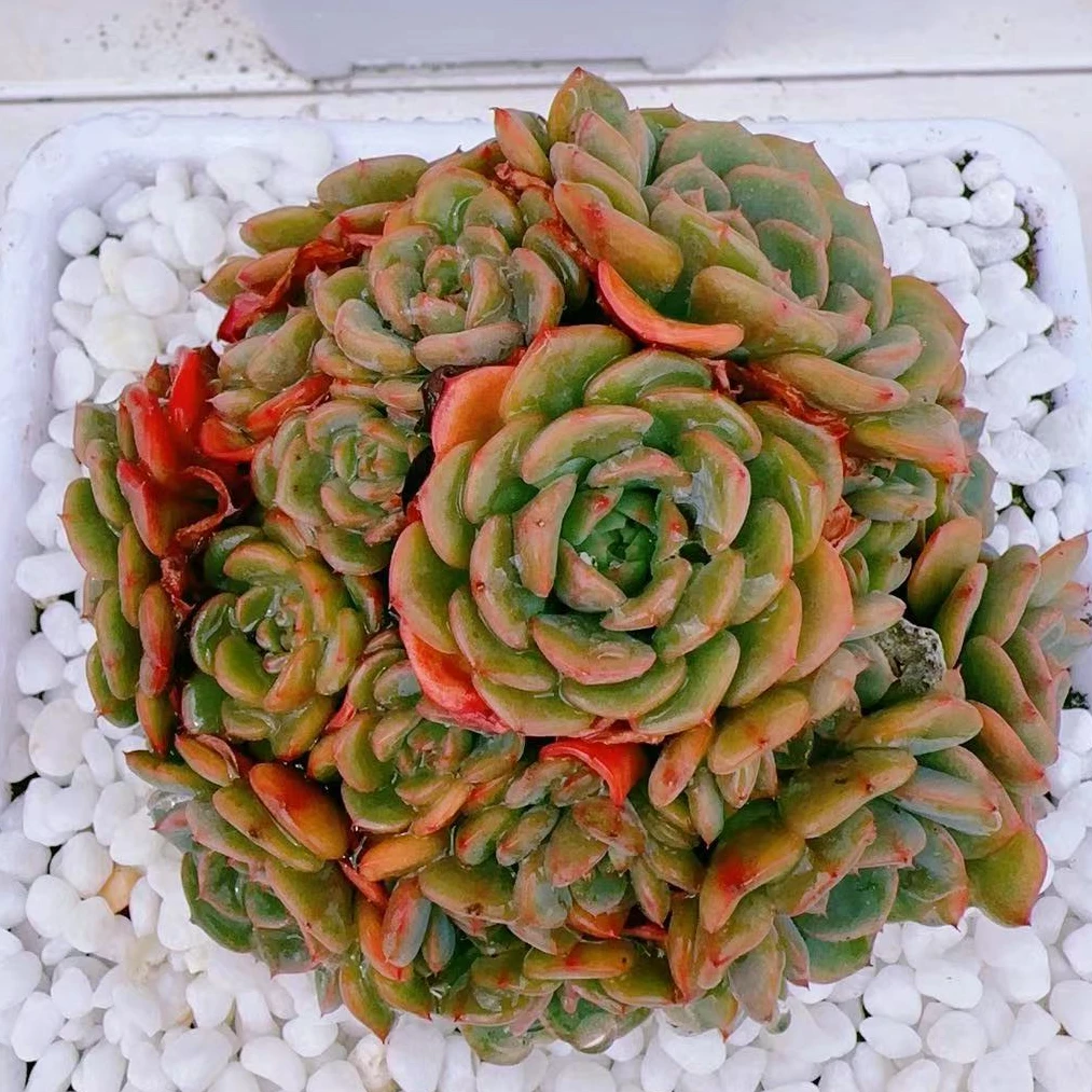 新糖果宝贝群（9cm）脱土金先生精品多肉