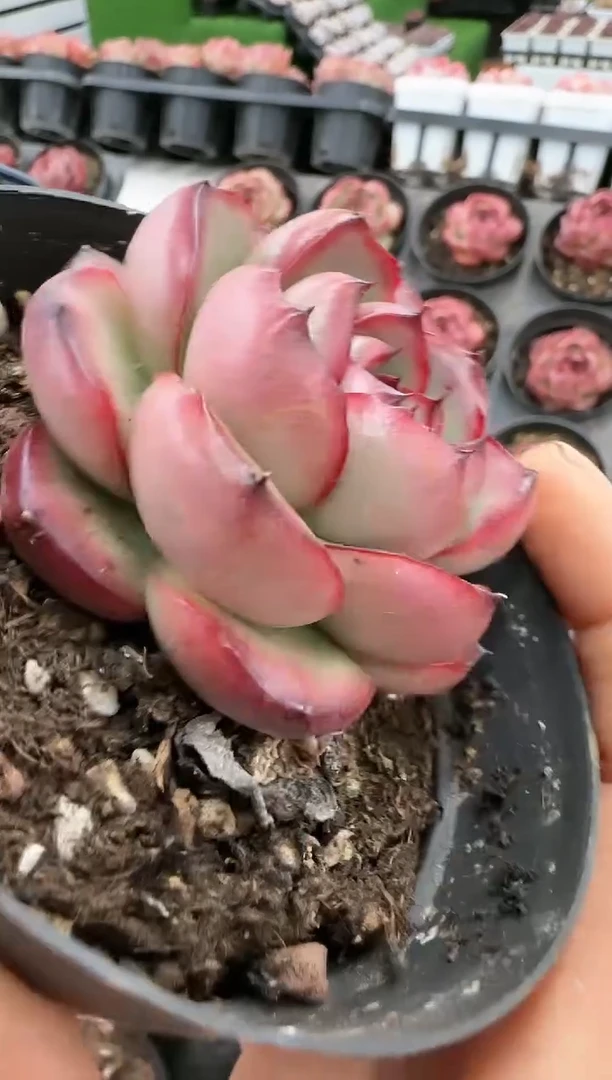 【闪购商品】蒙布朗万宝龙