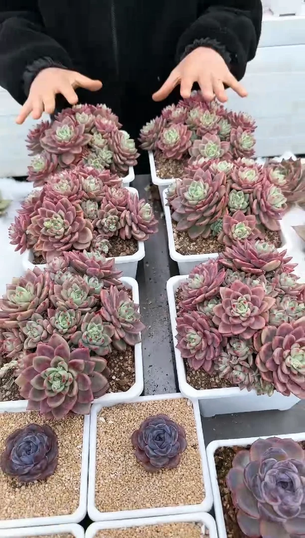 【闪购商品】酸橙柠檬群带土球