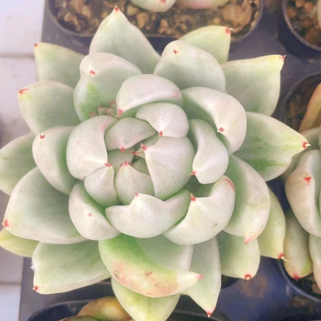 怪物玛利亚锦群白体90#金先生精品多肉