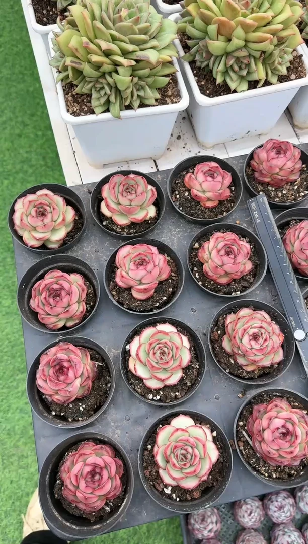 【闪购商品】蒙布朗万宝龙