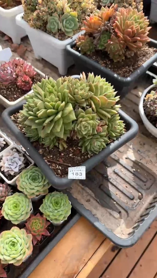 【闪购商品】1109-183凸起玛利亚锦大群